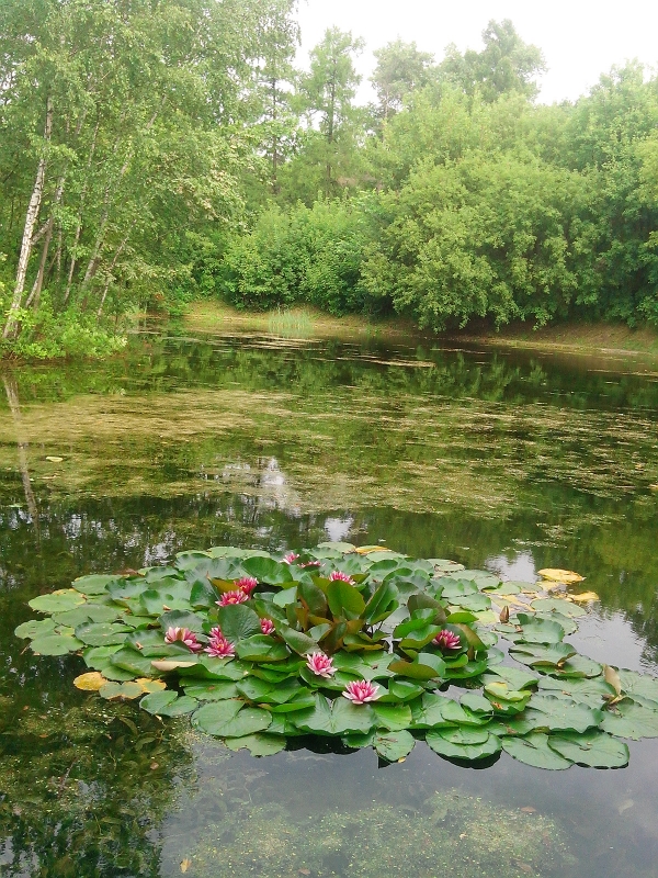 Тайна сокольнических водяных лилий