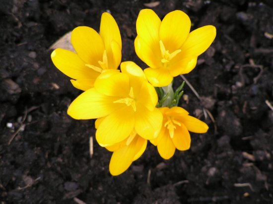 Желтый крокус-шафран