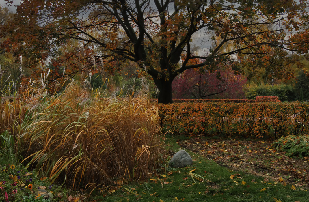 Осень в розарии. Фото Зои Лаптевой